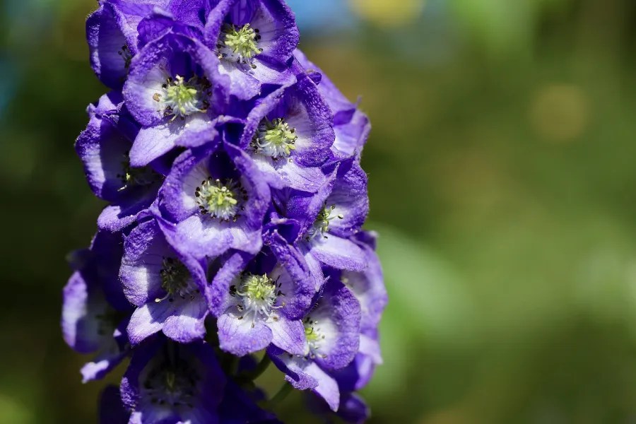 Bunga Aconitum