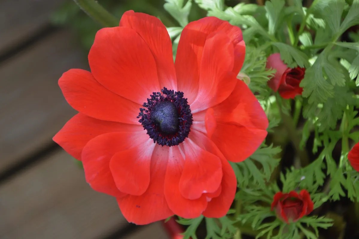 1 tangkai bunga Anemone dengan kelopak berwarna merah