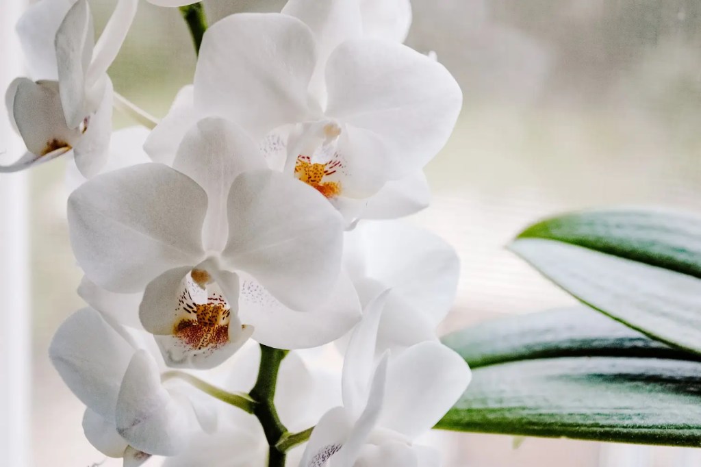 Bunga anggrek berwarna putih