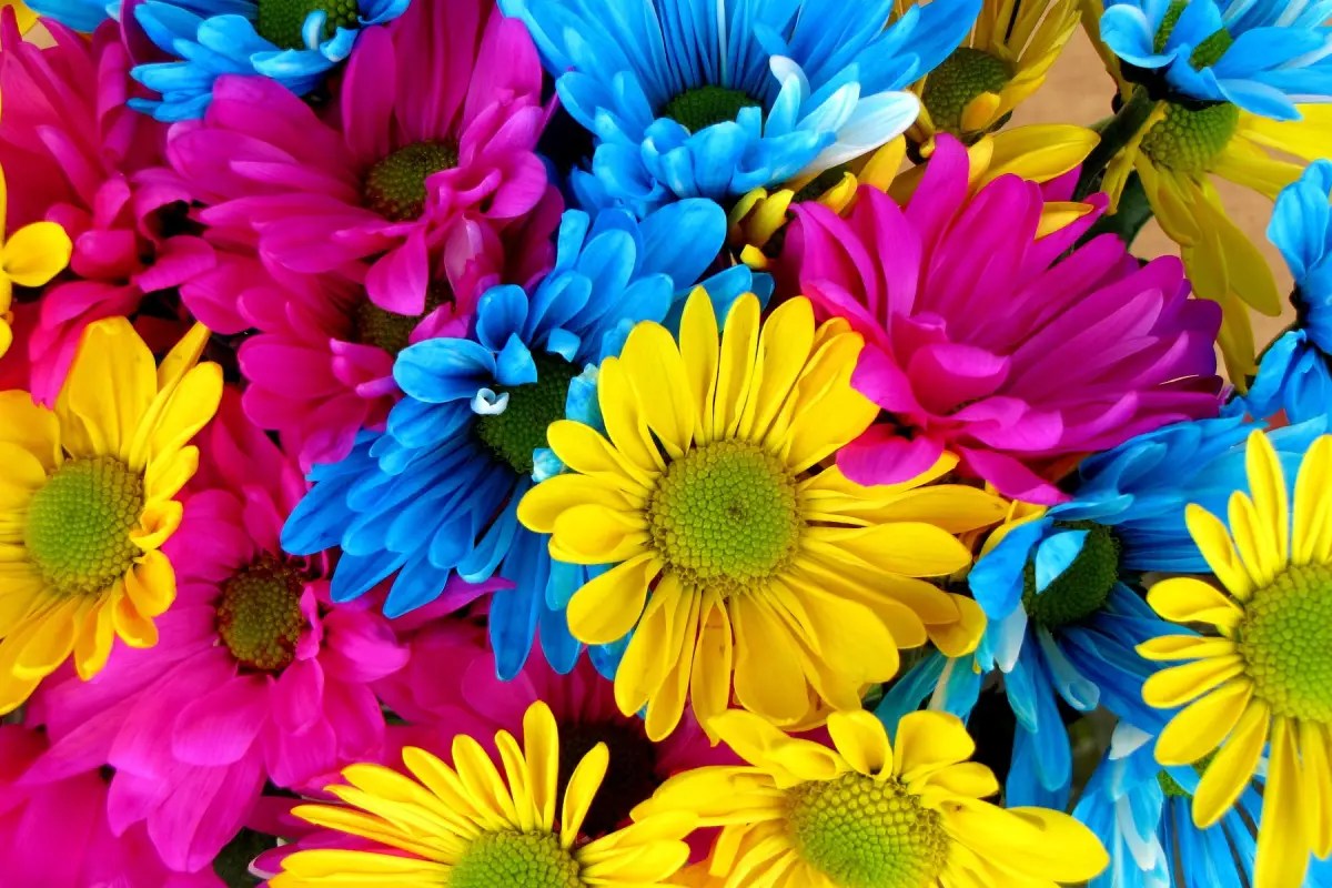 Bunga aster dengan berbagai warna