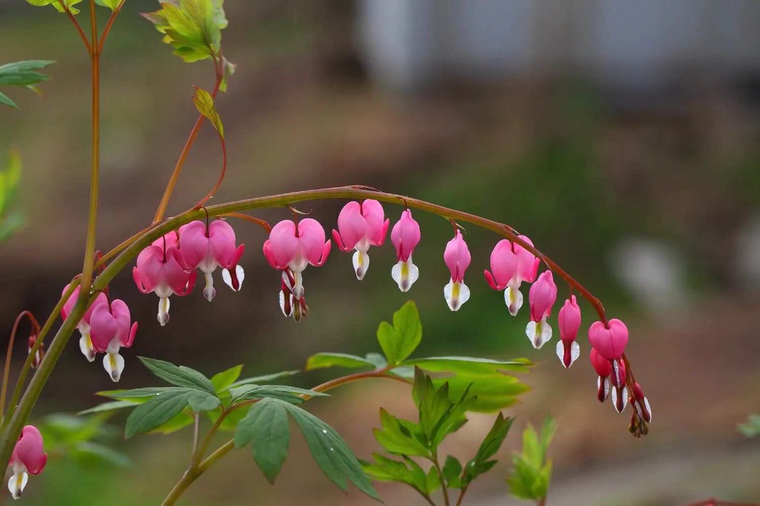 Bunga Bleeding Heart