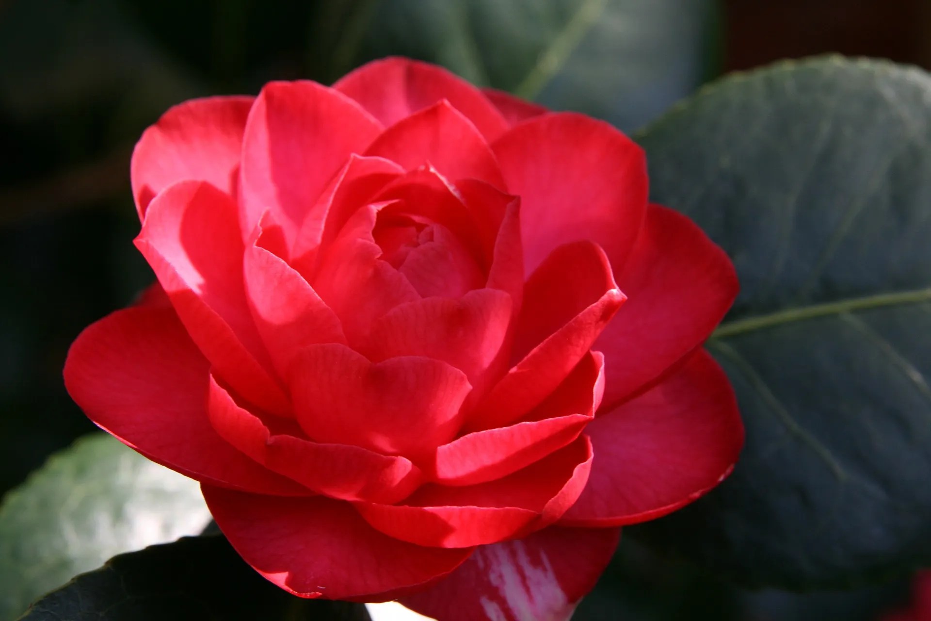 Bunga Camellia Merah