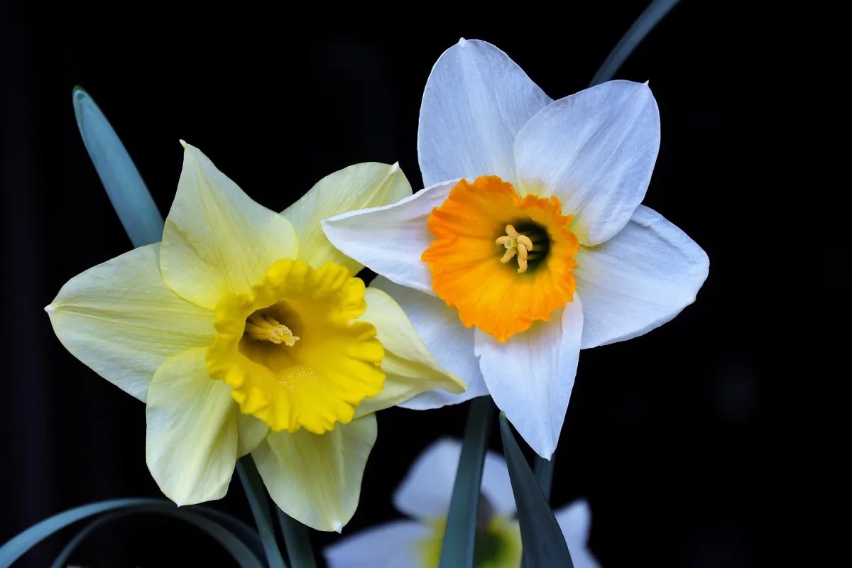 1 tangkai bunga daffodil berwarna kuning dan 1 tangkai bunga daffodil berwarna putih