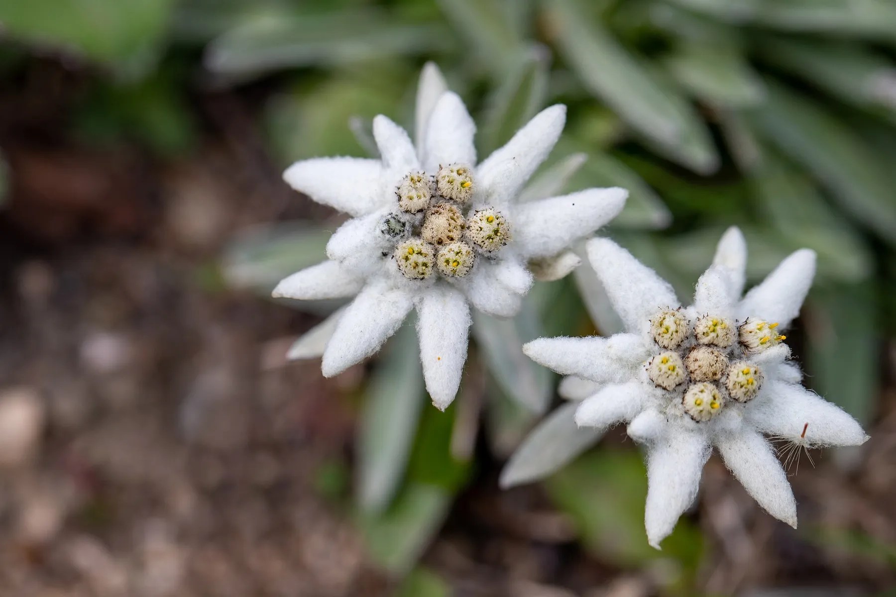 2 tangkai bunga Edelweiss berwana putih