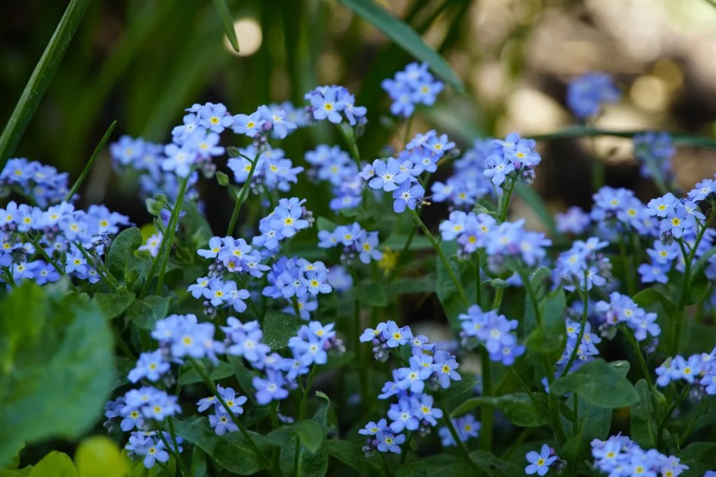 Bunga forget-me-not berwana biru