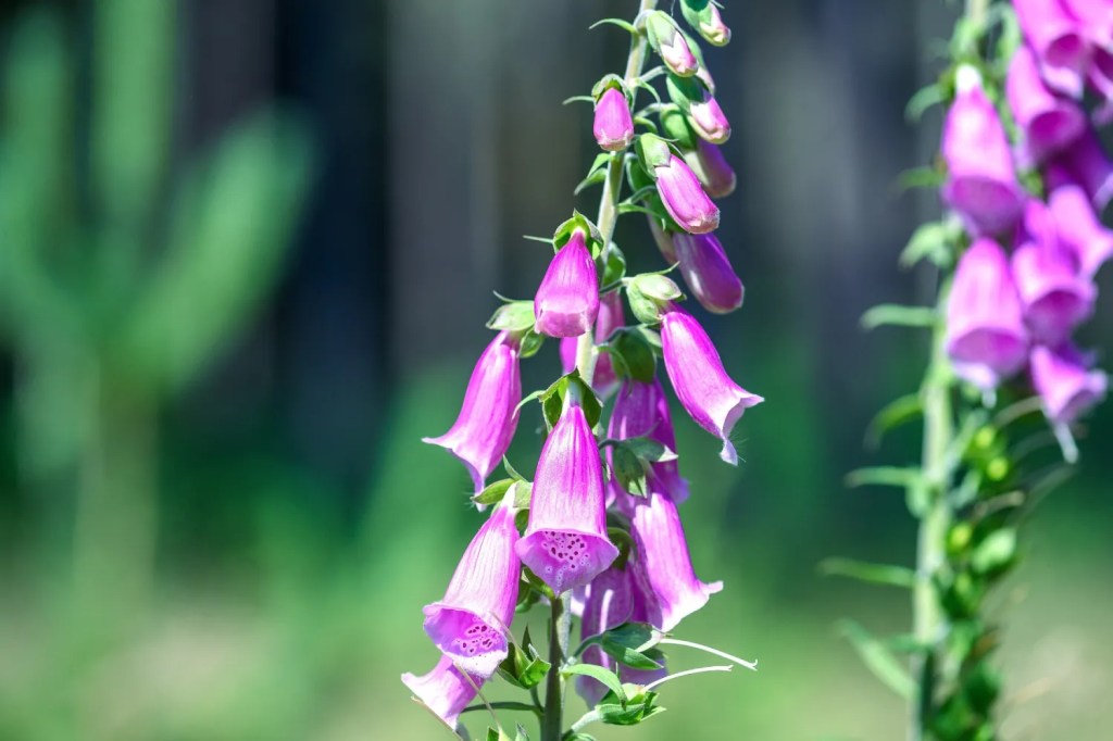 Bunga Foxglove
