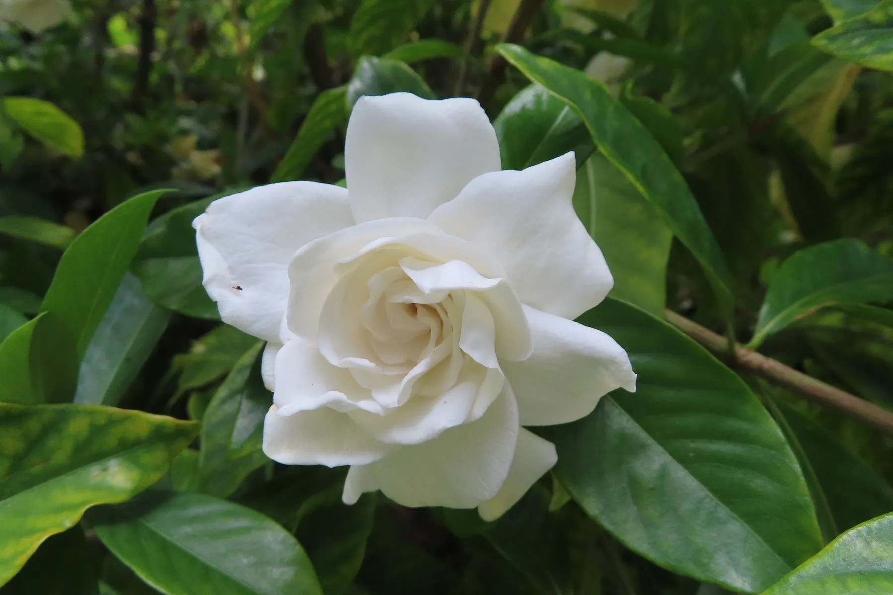 Bunga gardenia dengan warna putih