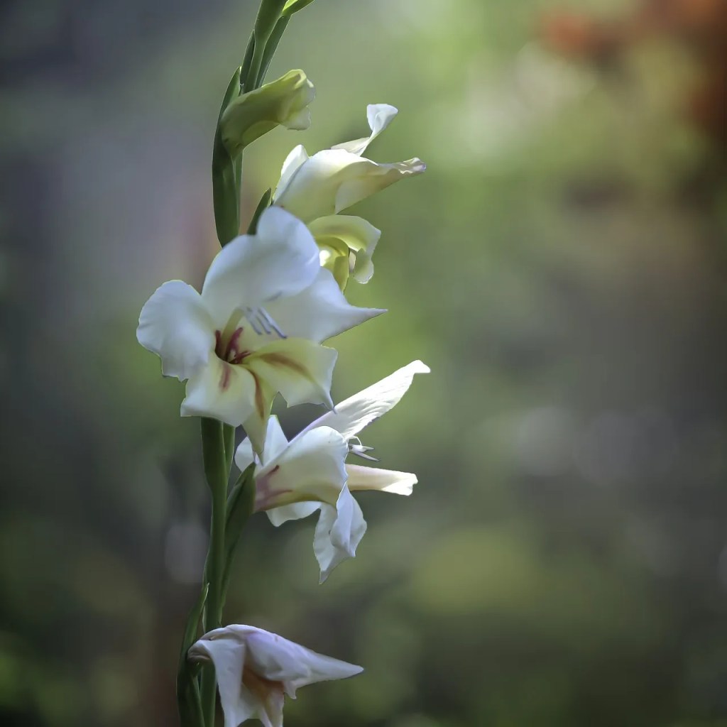 Bunga gladiol putih untuk ulang tahun istri