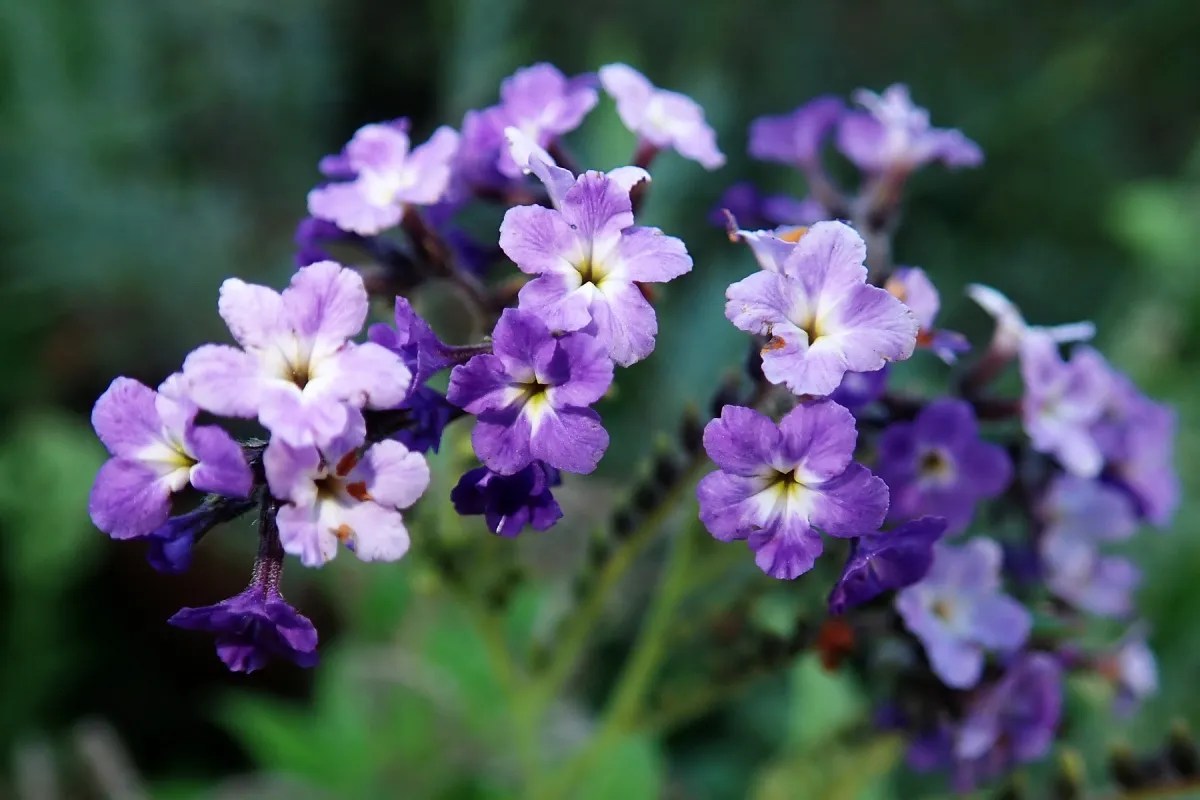 Bunga Heliotrope berwana ungu