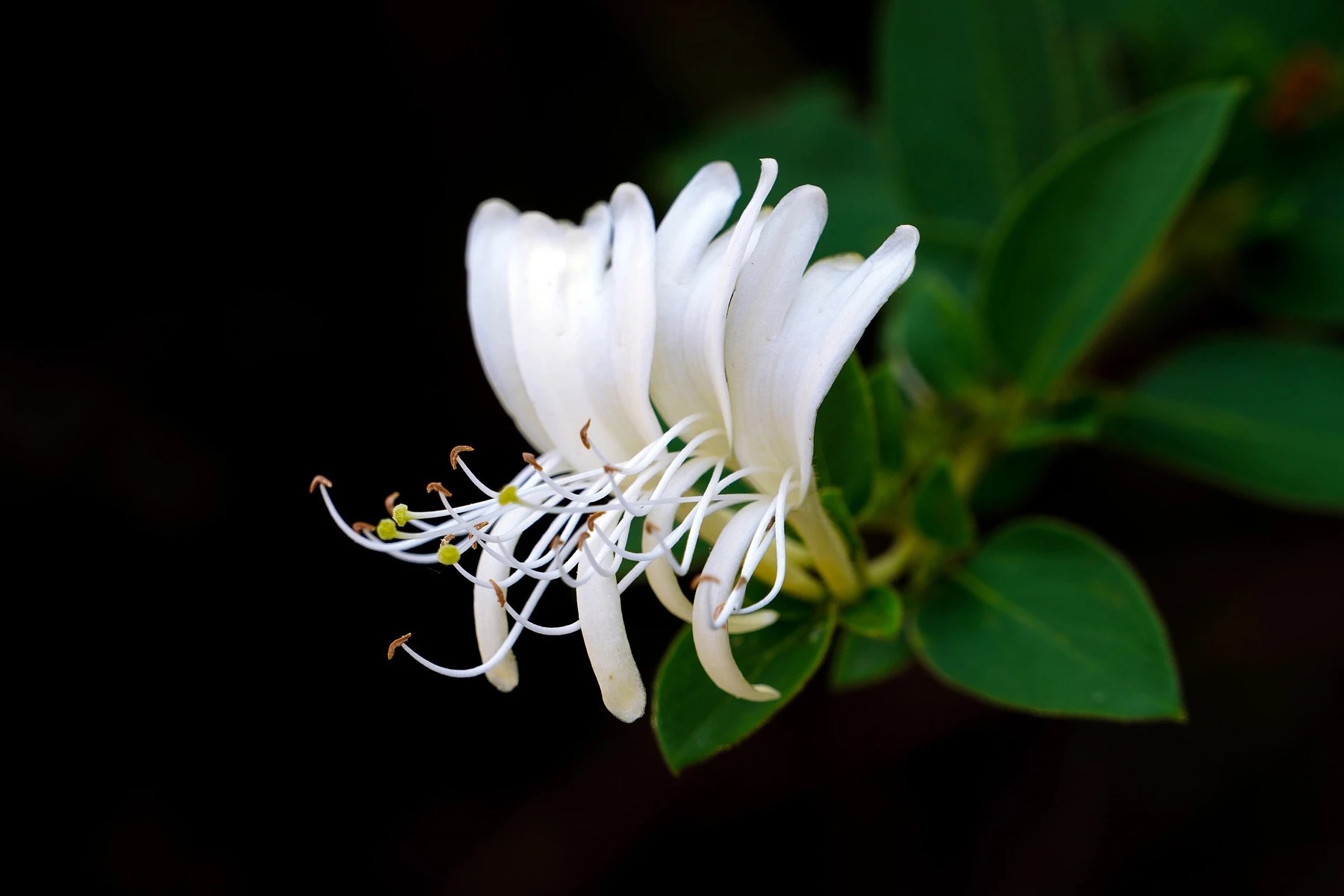 Bunga Honeysuckle