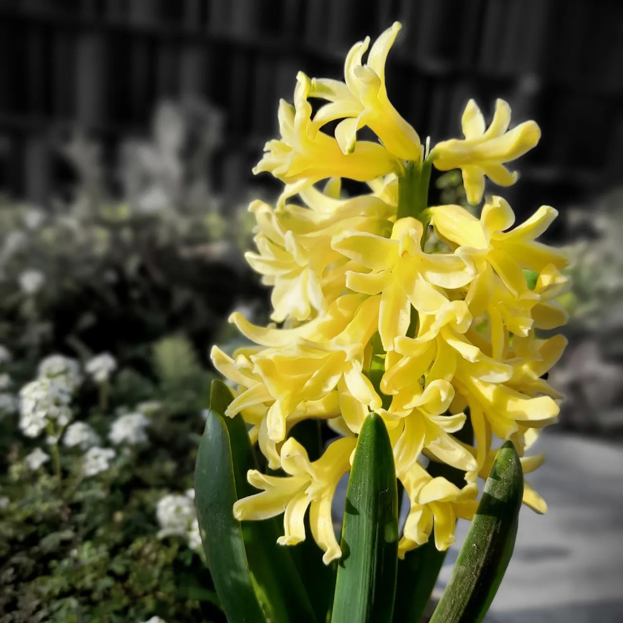 Bunga Hyacinth Kuning