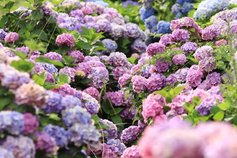 Bunga Hydrangea