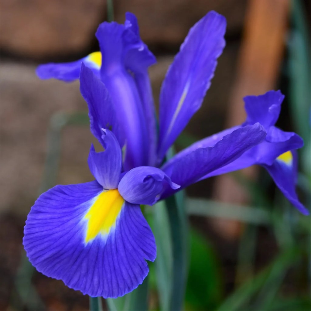1 tangkai bunga iris biru
