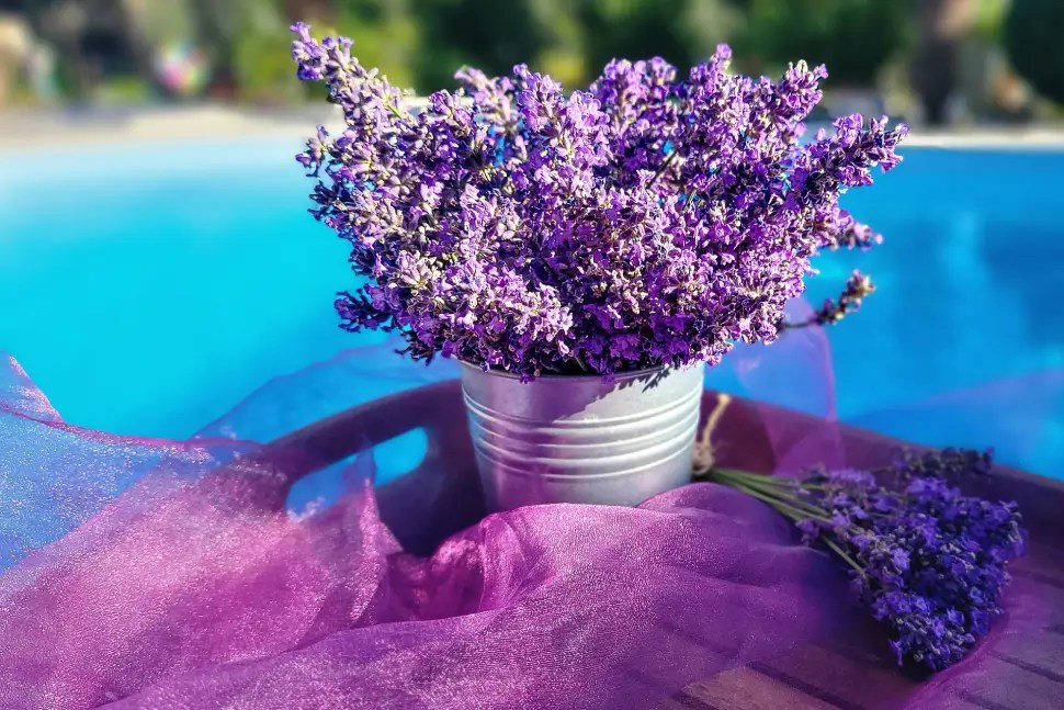 Bunga lavender di dalam pot