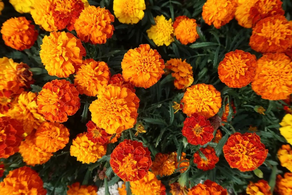 Bunga Marigold berwarna orange