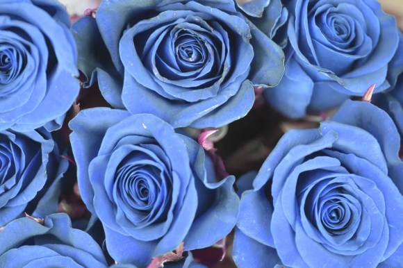 beberapa bunga mawar biru