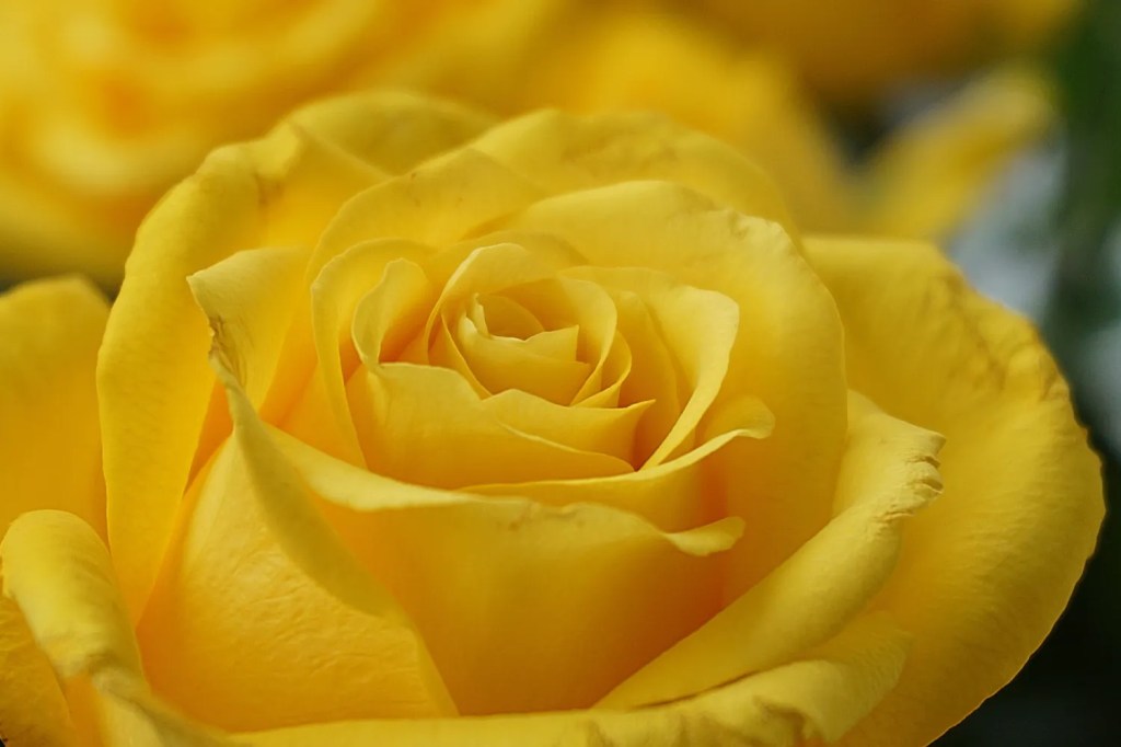 setangkai bunga mawar kuning