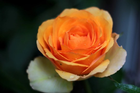 Sebuah bunga mawar berwarna orange