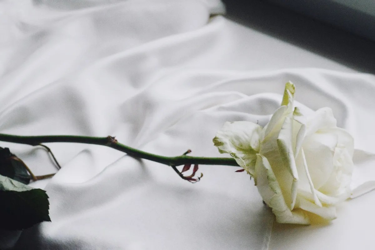 1 tangkai bunga mawar berwarna putih