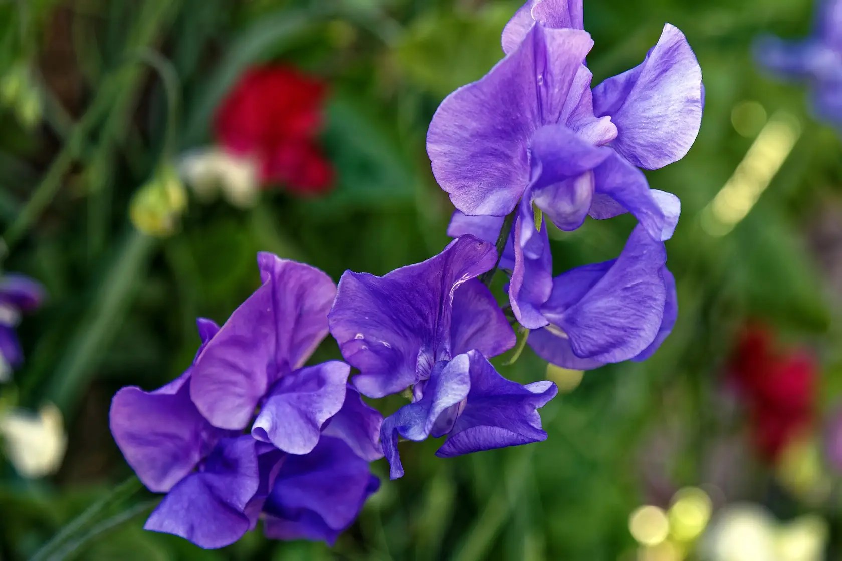 Bunga sweet pea ungu