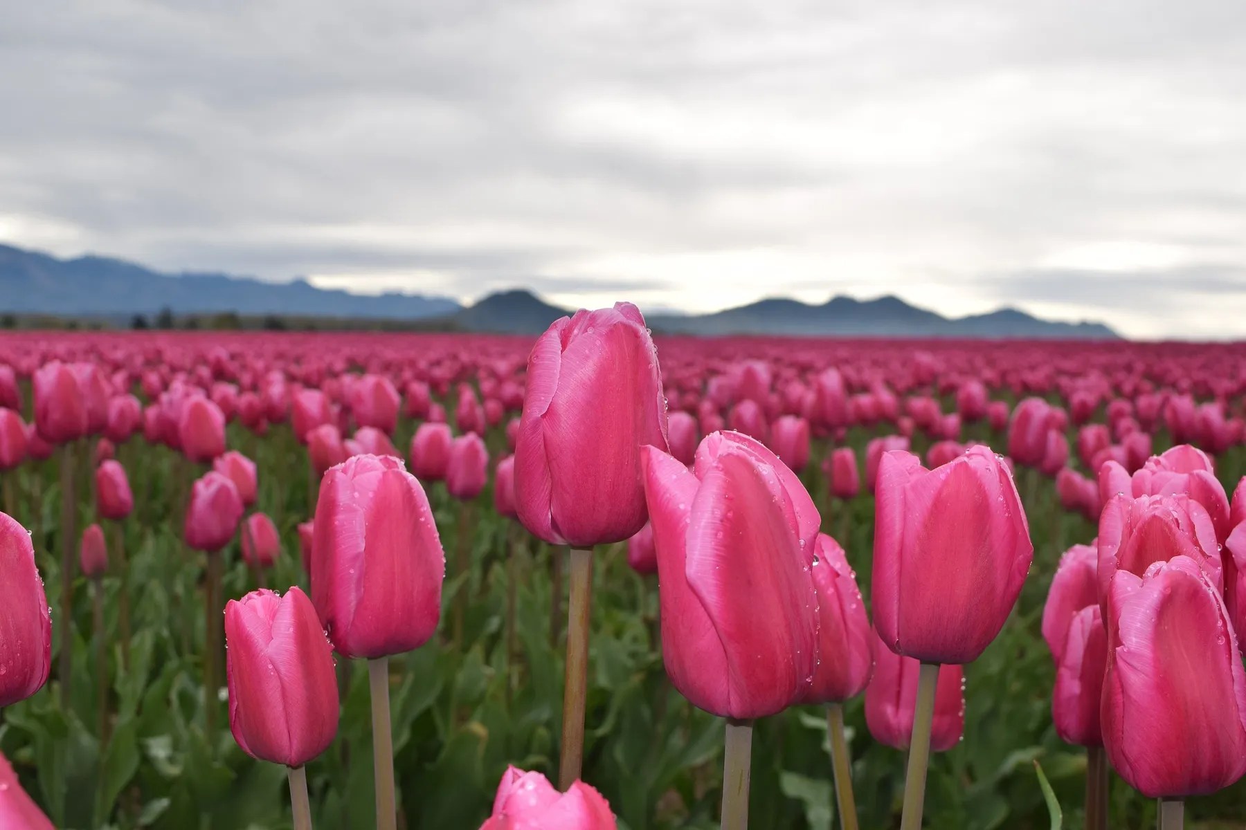 Beberapa tangkai bunga tulip berwarna pink