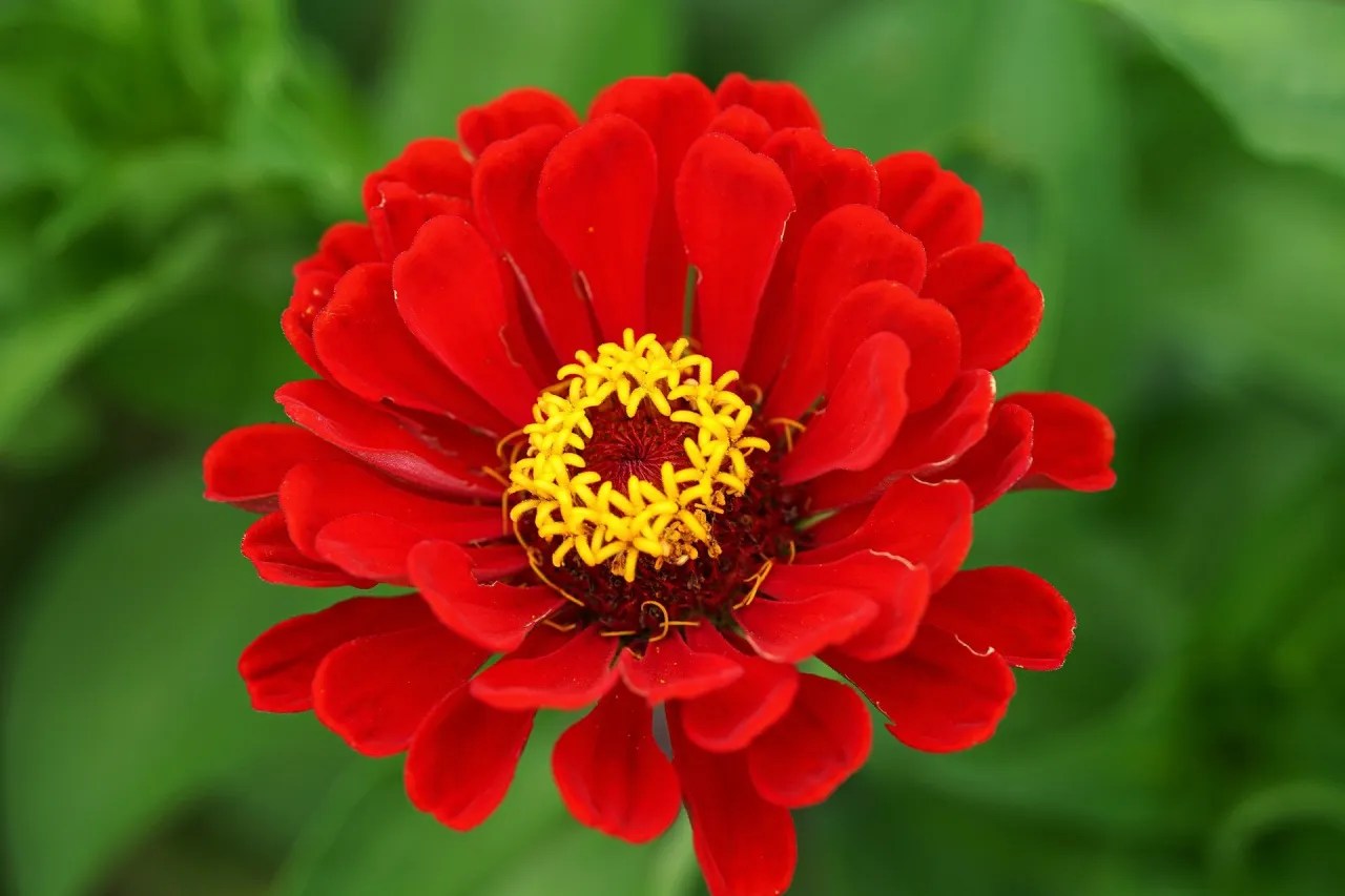 Bunga Zinnia