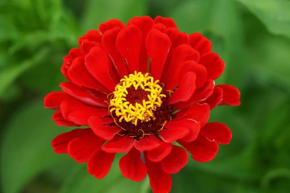 Bunga zinnia merah
