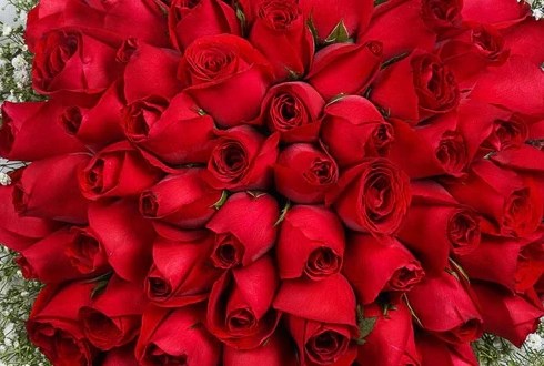 66 tangkai bunga mawar merah