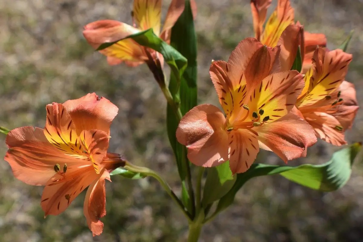 bunga alstroemeria