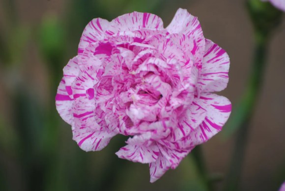 Bunga anyelir bergaris