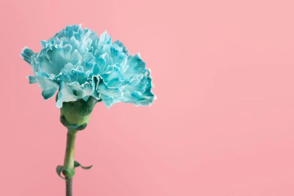 Bunga anyelir warna biru