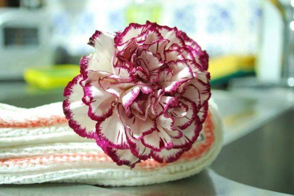 Bunga anyelir dua warna