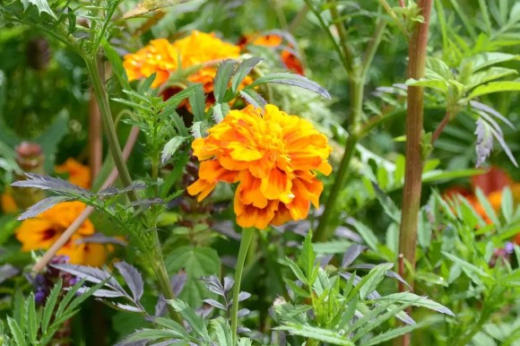 bunga anyelir orange