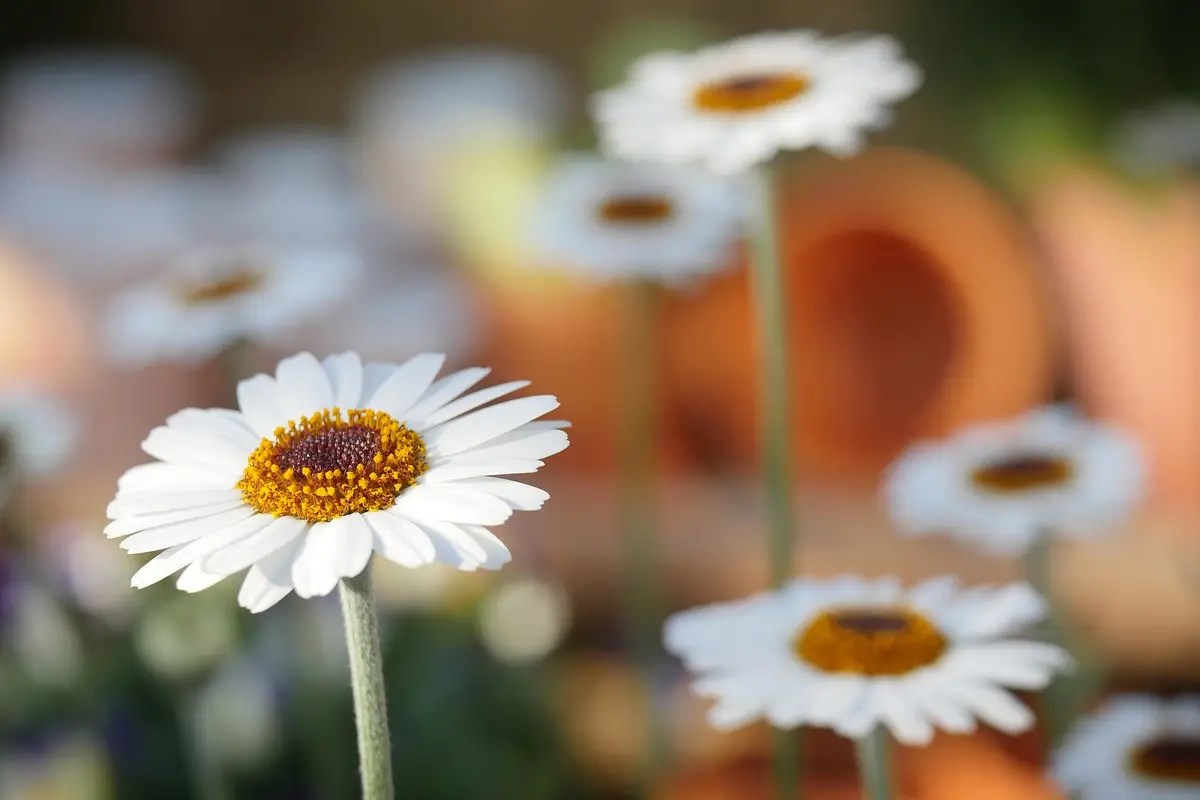 Beberapa bunga daisy berwarna putih