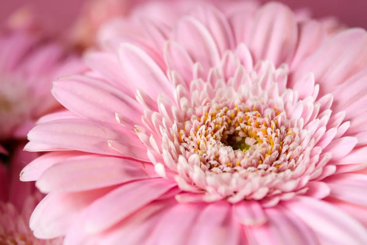 Bunga gerbera untuk ulang tahun istri