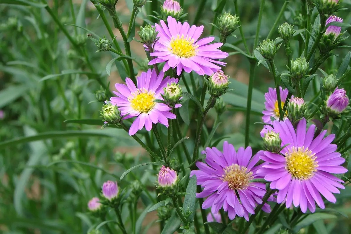 beberapa tangkai bunga daisy ungu
