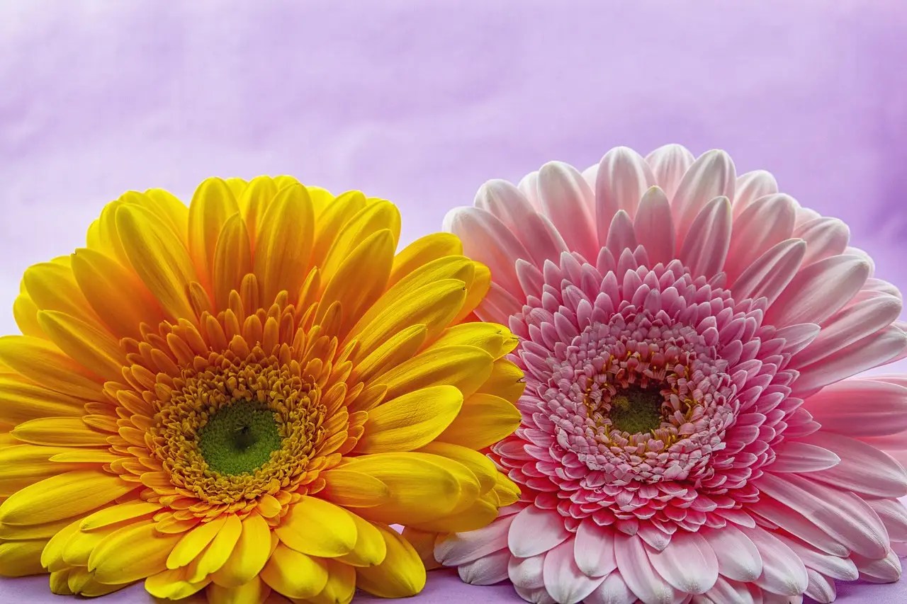 bunga gerbera kuning dan pink