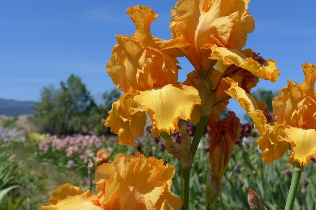 Bunga iris berwarna kuning