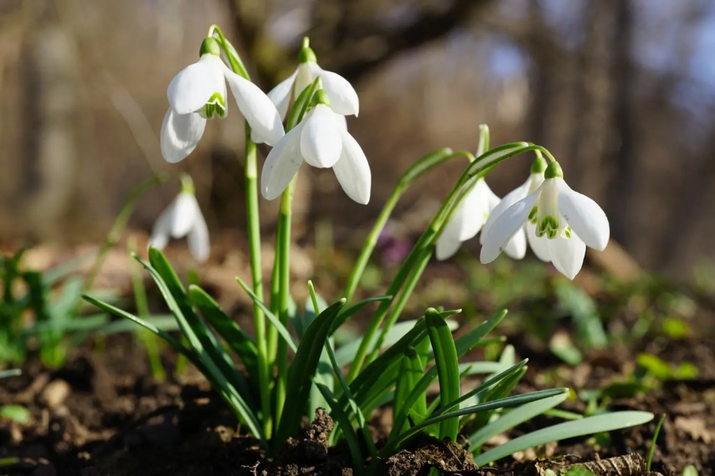 4 bunga snowdrop