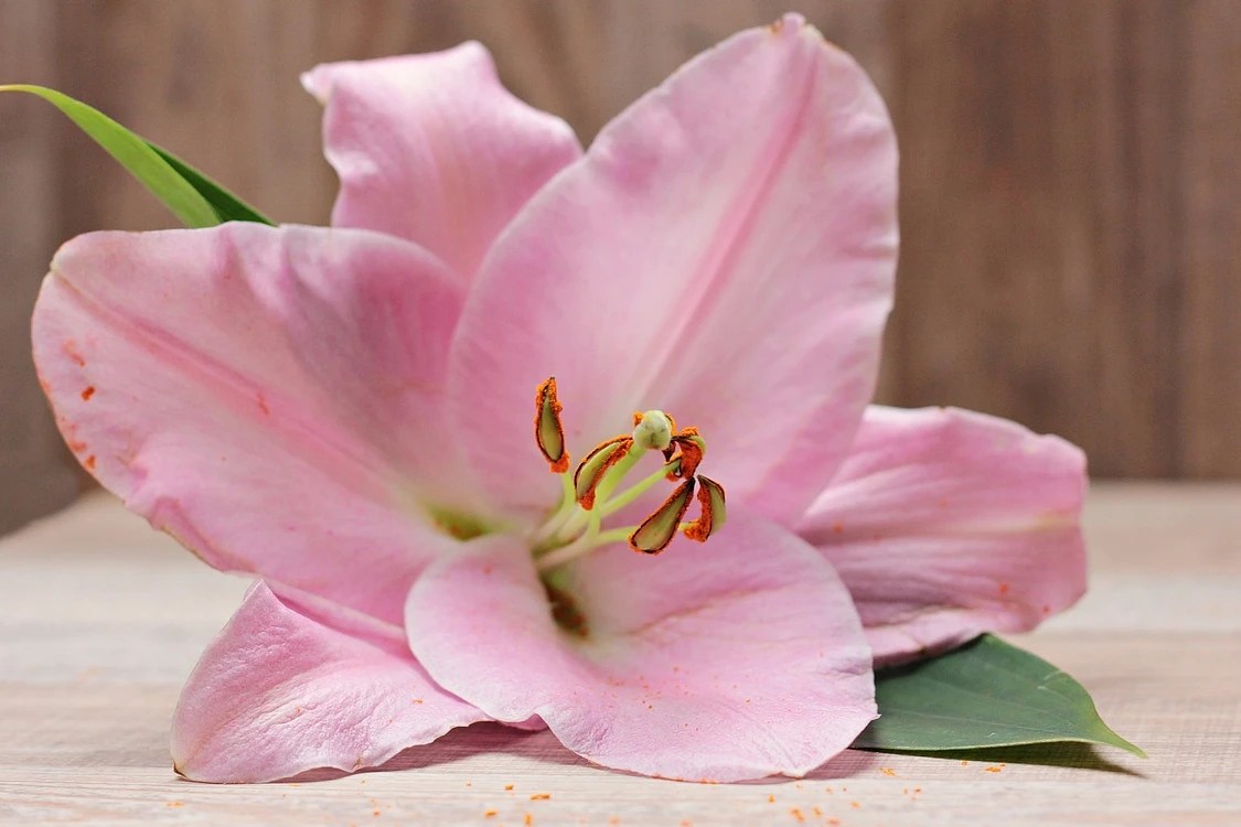 Bunga lili berwarna pink