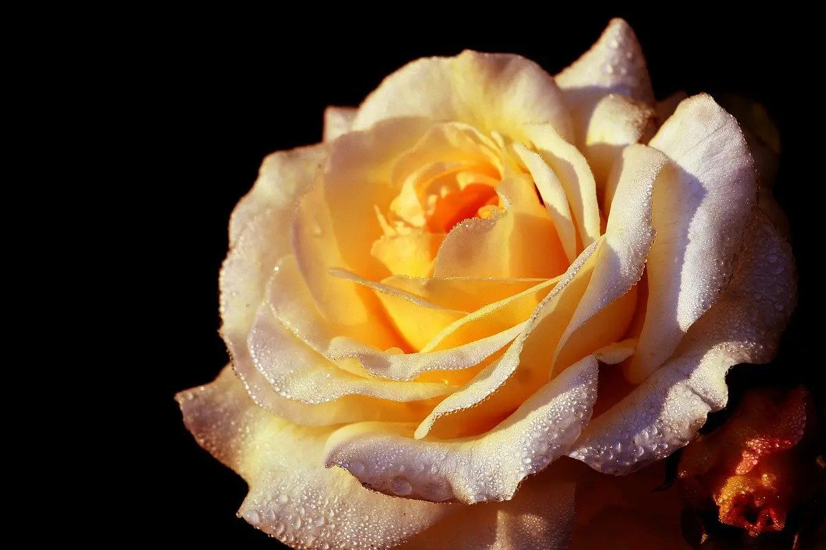 sebuah mawar berwarna kuning pucat