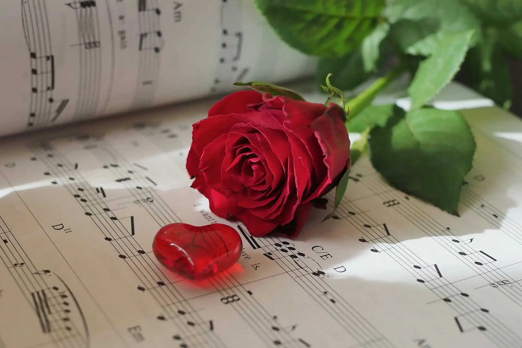 1 tangkai bunga mawar merah gelap