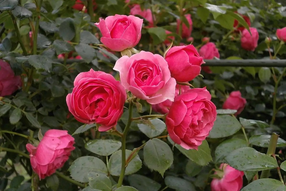 beberapa bunga mawar berwarna pink terang yang masih menempel di pohonnya.