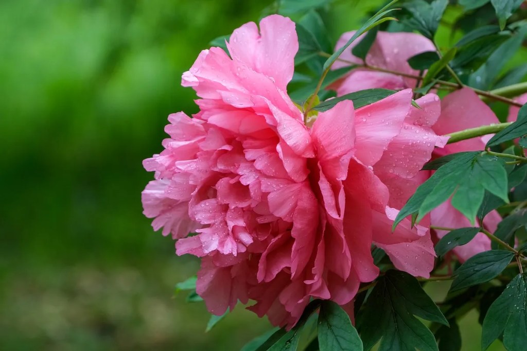 Bunga peony pink