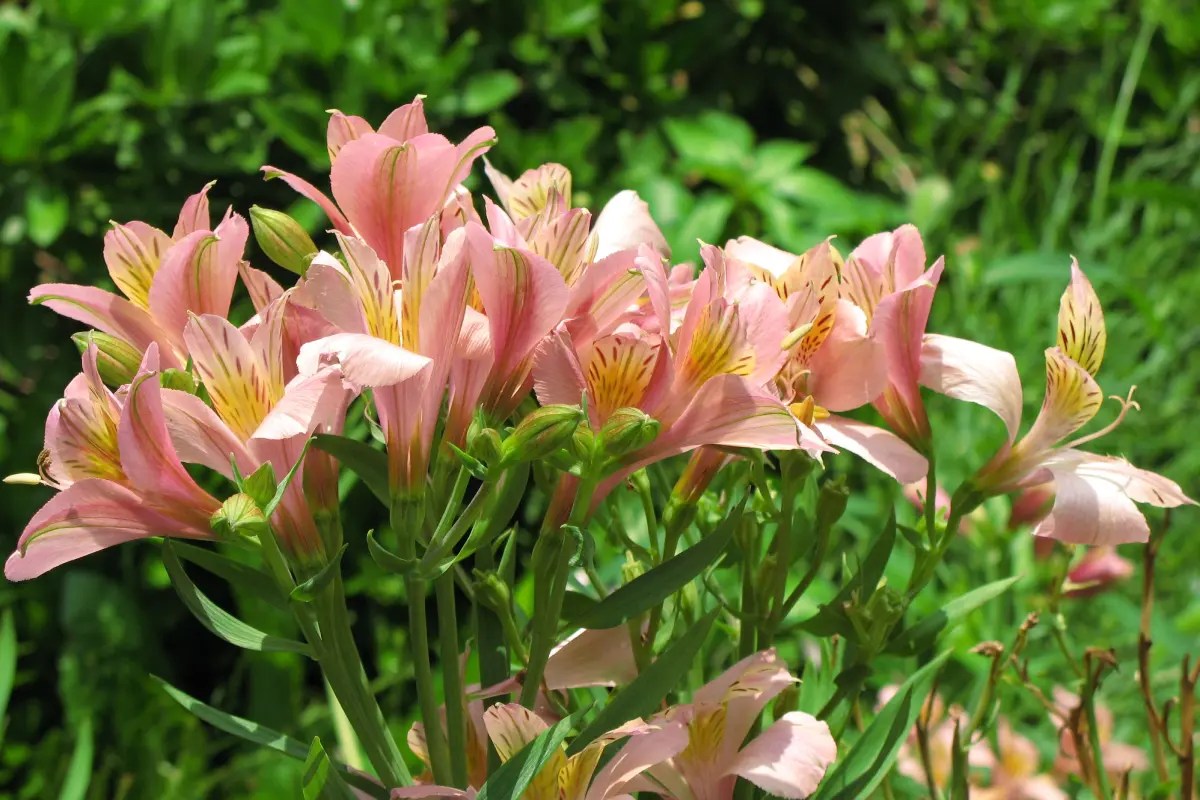 Karakteristik bunga alstroemeria