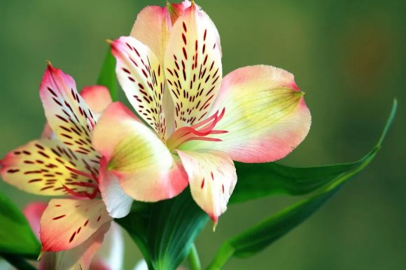 Bunga alstroemeria atau lili inca