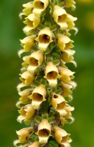 Digitalis Ferruginea