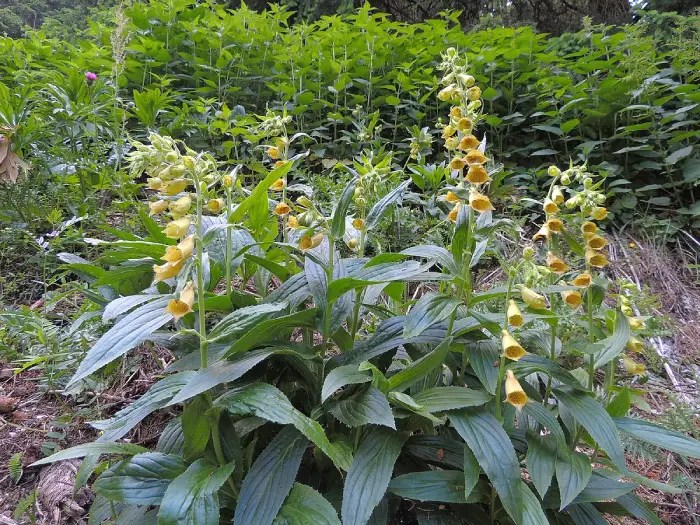 Digitalis Grandiflora