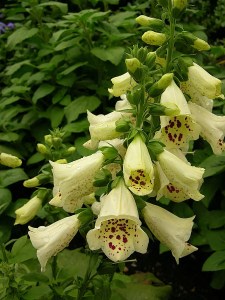 Digitalis Purpurea 'Primrose Carousel'