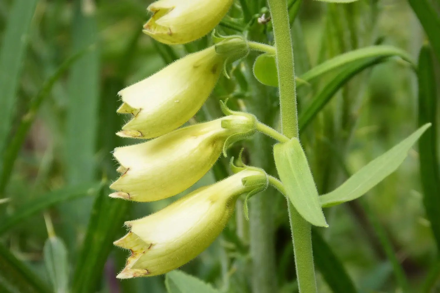 Bunga foxglove berwarna kuning